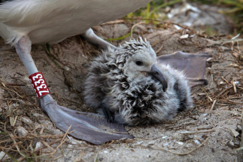 Wisdom with her chick in February 2021. February 5.