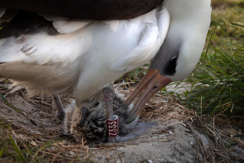 Wisdom with her chick in February 2021. February 5.