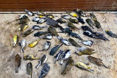 Some of the 400 birds Stephen Maciejewski collected in Center City Philadelphia Oct. 2, 2020.