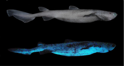 Two images of a kitefin shark show it in normal light, and emitting bioluminescence.