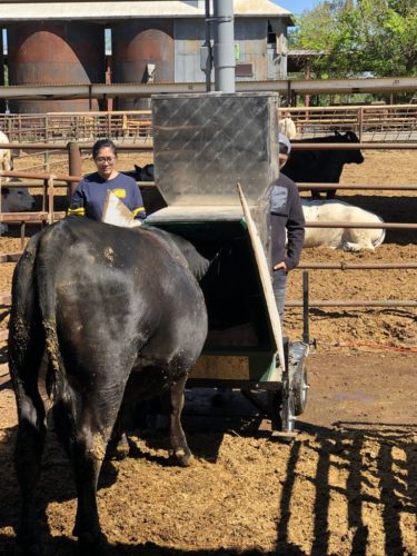 An open-air contraption measures the methane in the cattle’s breath as they eat. The research has found a small amount of seaweed can dramatically reduce enteric methane emissions.