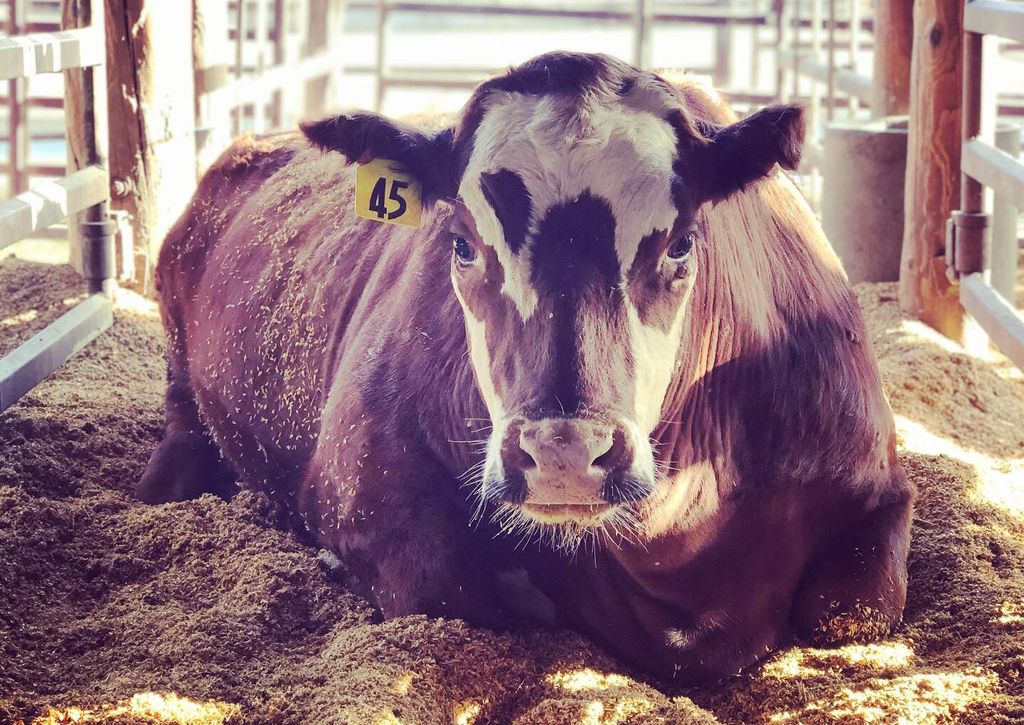 This steer at the UC Davis beef barn was fed a small amount of seaweed with his feed to reduce methane emissions.