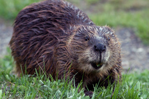 Beaver munching away near a riverbank in Yellowstone.