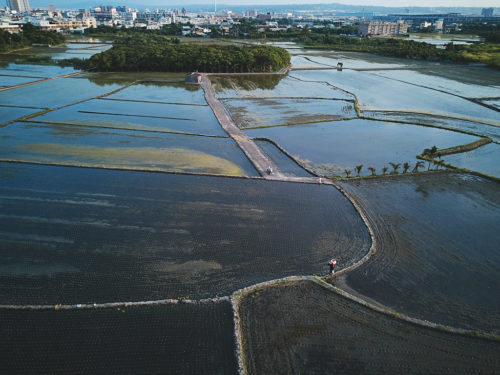 Farmers in their fields of rice outside Taichung, Taiwan in 2017.