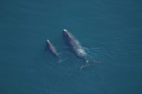 Right whale calf #17 of the 2020-2021 calving season swimming with its mother off the coast of North Carolina on March 11, 2021.
