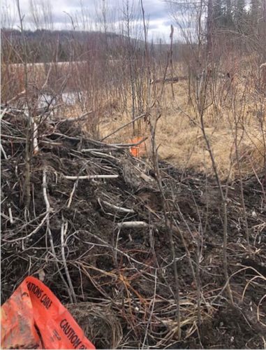 Beaver dam with tape from internet cable installation.