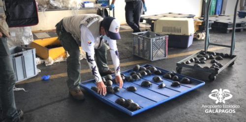 Galapagos giant tortoises freed after being found wrapped in plastic in a suitcase.