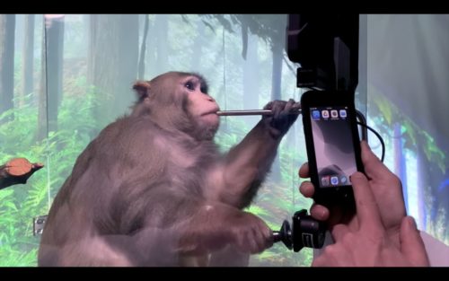 Closeup of a rhesus macaque monkey playing a video game.