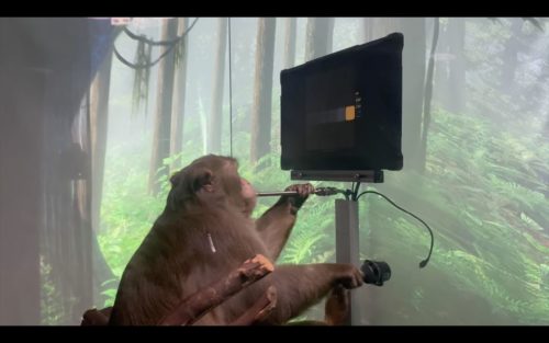 A rhesus macaque monkey playing a video game with his mind.
