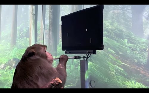 A rhesus macaque monkey playing a video game with his mind.