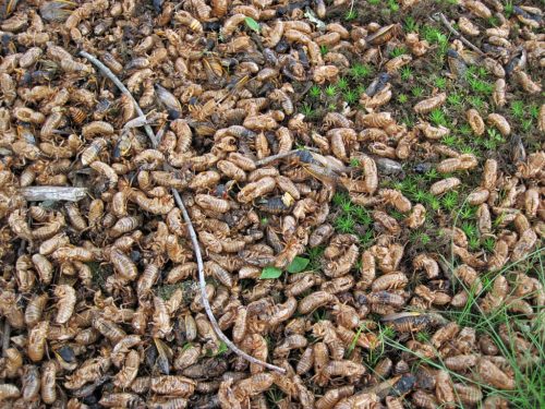 Magicicada septendecim (Linnaeus, 1758) & Magicicada cassini (Fisher, 1851) - 17-year periodical cicadas in Ohio, USA. (28 May 2016)