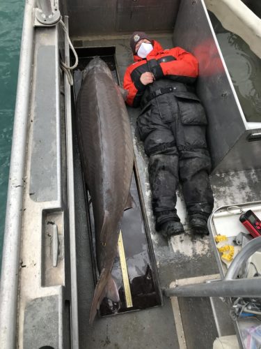 The Alpena Fish and Wildlife Conservation Office crew caught this 240 pound, 6' 10" female lake sturgeon in the Detroit River last week. She is estimated to be more than 100 years old!