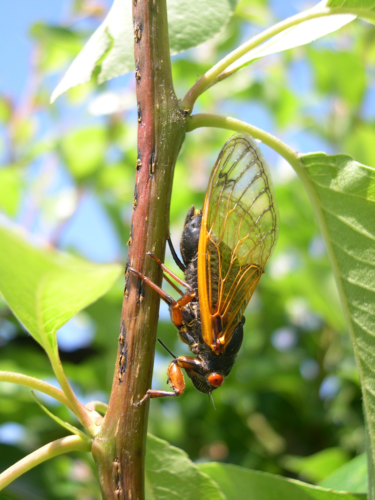 Magicicada cassini female ovipositing; note additional eggnest scars on twig. Photograph by C. Simon.