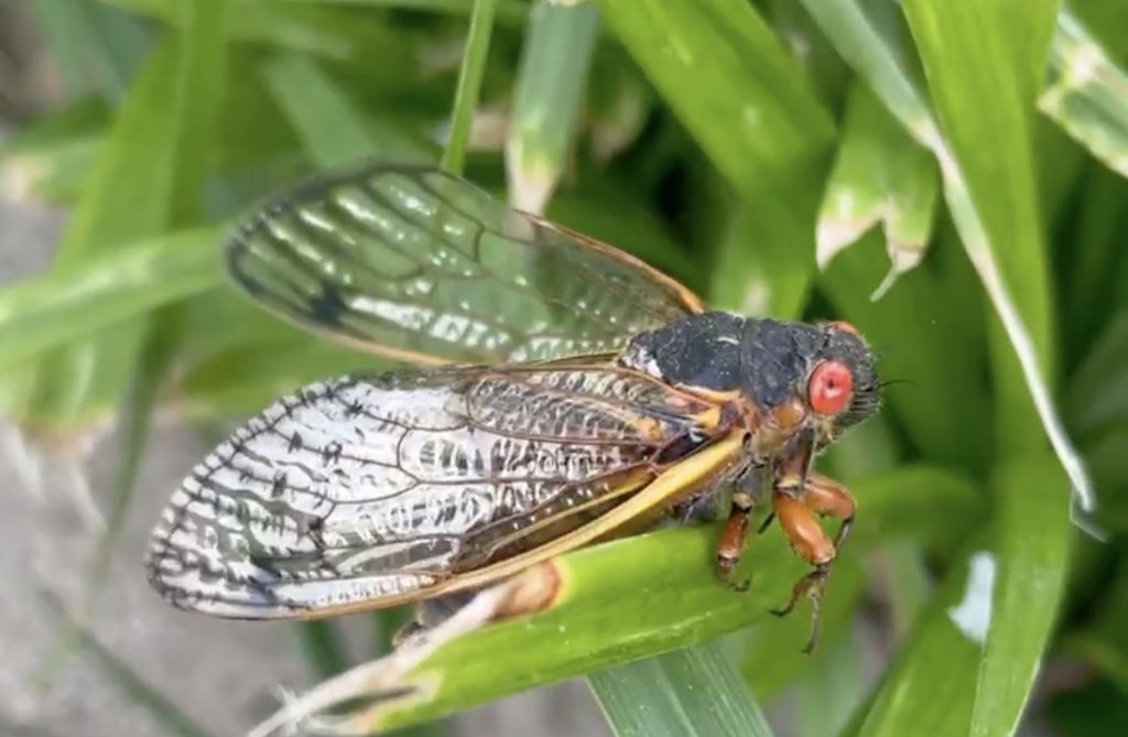 17-year periodical cicada in Louisville, Kentucky in May, 2021.