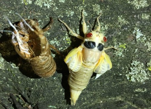 Cicada that has recently molted, next to its discarded exoskeleton.