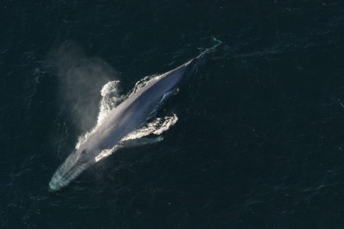 Blue whale