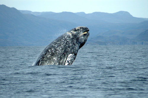 Gray whale (Eschrichtius robustus) breaching.