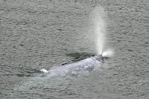 Gray Whale spouting in California.
