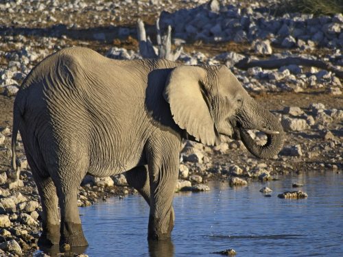 African Elephant drinking at the waterhole of Okaukuejo, Etosha, Namibia.