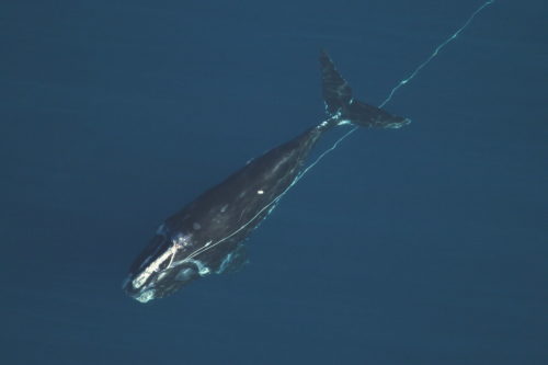 Entangled right whale. UNC Wilmington spot a 4-year old male right whale, Catalog #4057, entangled in heavy fishing rope while conducting research for the U.S. Navy 40 miles east of Jacksonville, FL.