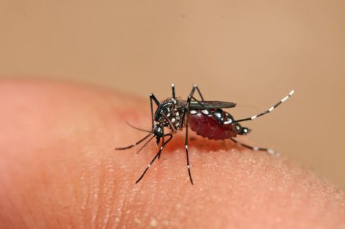 Aedes aegypti feeding in Dar es Salaam, Tanzania