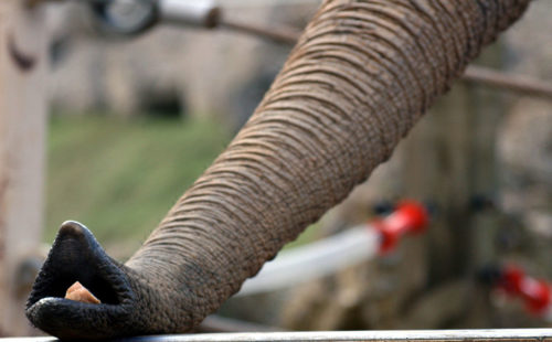 African Elephant Trunk