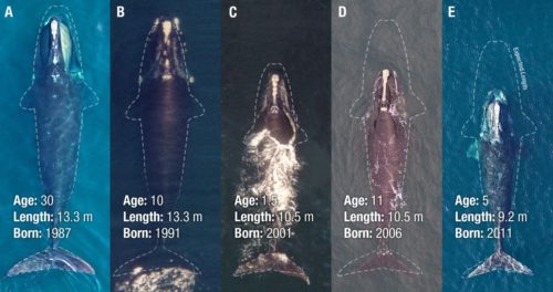 A photo illustration compares the body lengths of North Atlantic right whales, including two stunted whales born in 2006 and 2011. The dotted lines show the expected length of right whales of the same age if they had been born in 1981 with no history of entanglements, or entanglements of their mothers. Scarring from an entanglement is visible near the tail in D, an 11-year-old right whale. The whales were photographed from crewed aircraft in earlier years and, later, by drone.