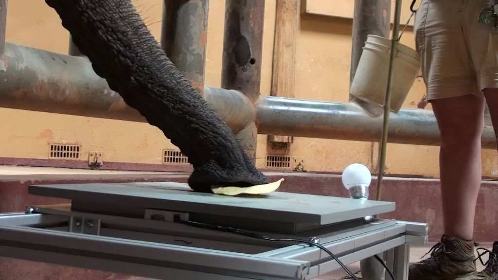 Elephant Trunks – Amazing and Surprising Tools