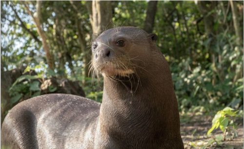 Female giant river otter being prepared to be returned to the wild in Argentina.