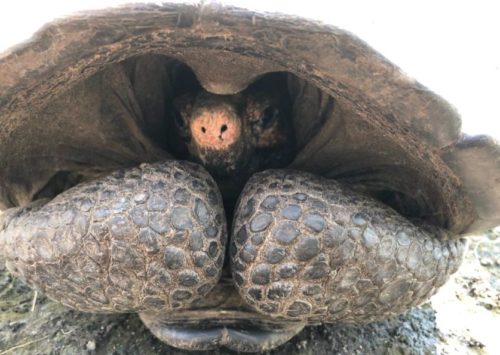 Female Fernandina giant tortoise discovered in 2019.