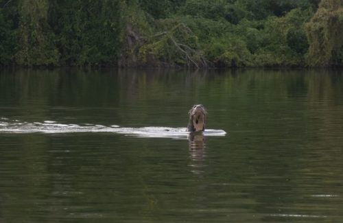 Wild giant river otter discovered in Argentina in May, 2021 after having been thought extinct in the country since the 1980s.