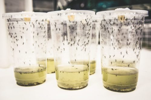 Aedes aegypti mosquitoes in sealed plastic cups.
