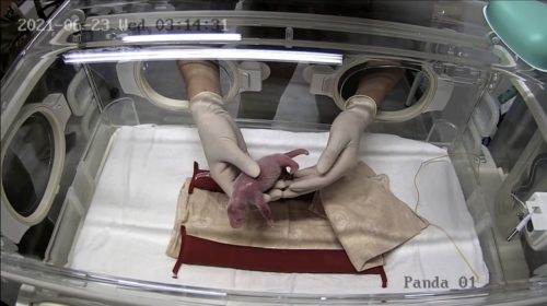 Picture of one of the panda cubs being placed in an incubator.