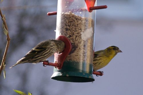 Birds coming and going at the bird feeder