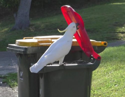 A cockatoo opens a trash bin lid.