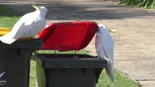 One cockatoo watches another one open a trash bin lid.