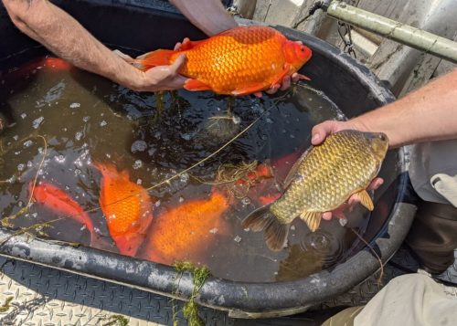 Two very large goldfish (one orange, one green) are being held up above a large tub holding other large goldfish.