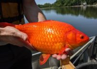 A huge goldfish is being held in two hands, with a lake in the background.