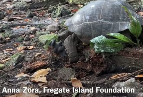 A giant tortoise in Seychelles hunts a young noddy tern.