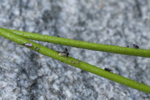 The sticky stems of Triantha occidentalis trap small insects which the plant uses for food. Fresh field specimens from North Cascades National Park