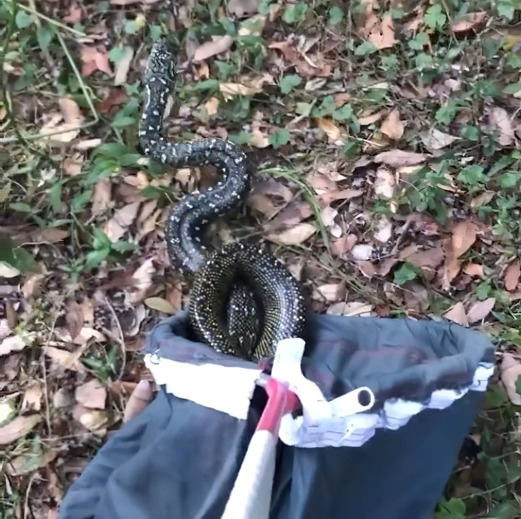 Diamond python being released from a bag used for catching snakes.