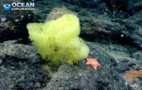 A yellow sea sponge and a small pink sea star far below the surface of the Atlantic Ocean off the US east coast.