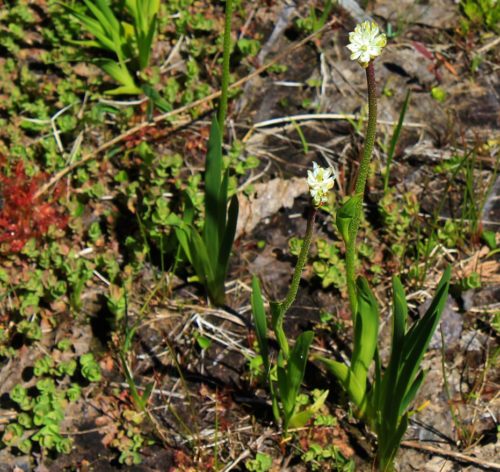 Flowering Triantha occidentalis plant.