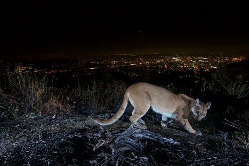 This uncollared adult female mountain lion was photographed with a motion sensor camera in the Verdugos Mountains in August 2016. LA city lights in the background.