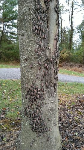 Spotted Lanterflies on a Red Maple.