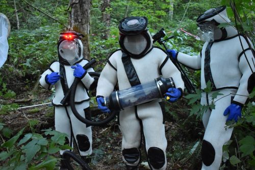 Workers wearing protective suits stand near a nest of Asian giant hornets.