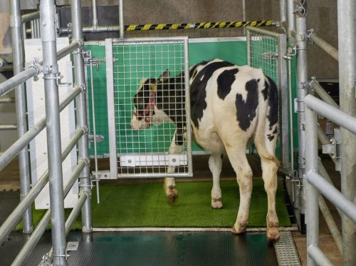 A calf goes into the MooLoo - an indoor area where cow pee can be collected and handled safely.