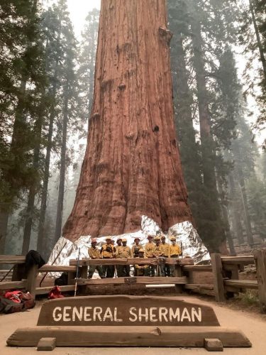 Firefighters pose with the General Sherman Tree after wrapping it with structural wrap.