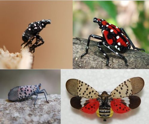 Top left: 1st stage of Spotted Lanternfly life cycle, Top right: As the Lanternfly matures, it becomes red with black and white patches, Bottom row: Adult Spotted Lanternfly