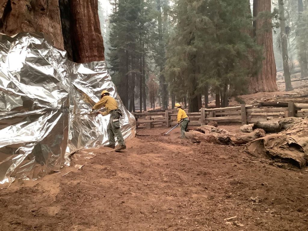 Wildland firefighters applying structure wrap to giant sequoias on the KNP Complex